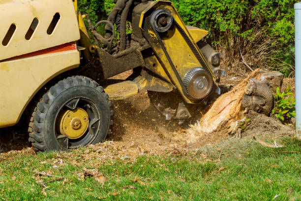 Best Tree Root Removal  in Highland Lakes, AL